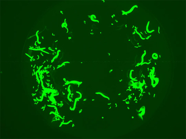 基于線蟲模型的高通量研究：EVOS細(xì)胞成像聯(lián)